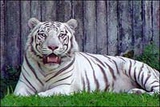 hilo zoo white tiger